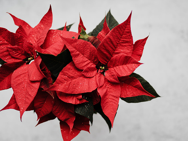 红楼梦中对贾宝玉的描写