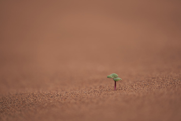 咏怀古迹其四杜甫赏析